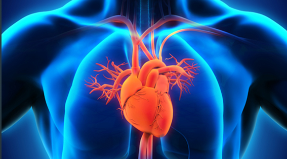 Overview of Updated Abdominal Aortic Aneurysm Screening Guidelines